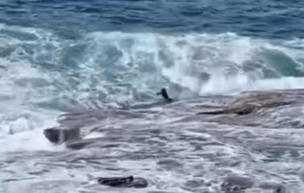 Man sucked into new subterranean dimension after Dee Why point rock off goes horribly&nbsp;wrong!